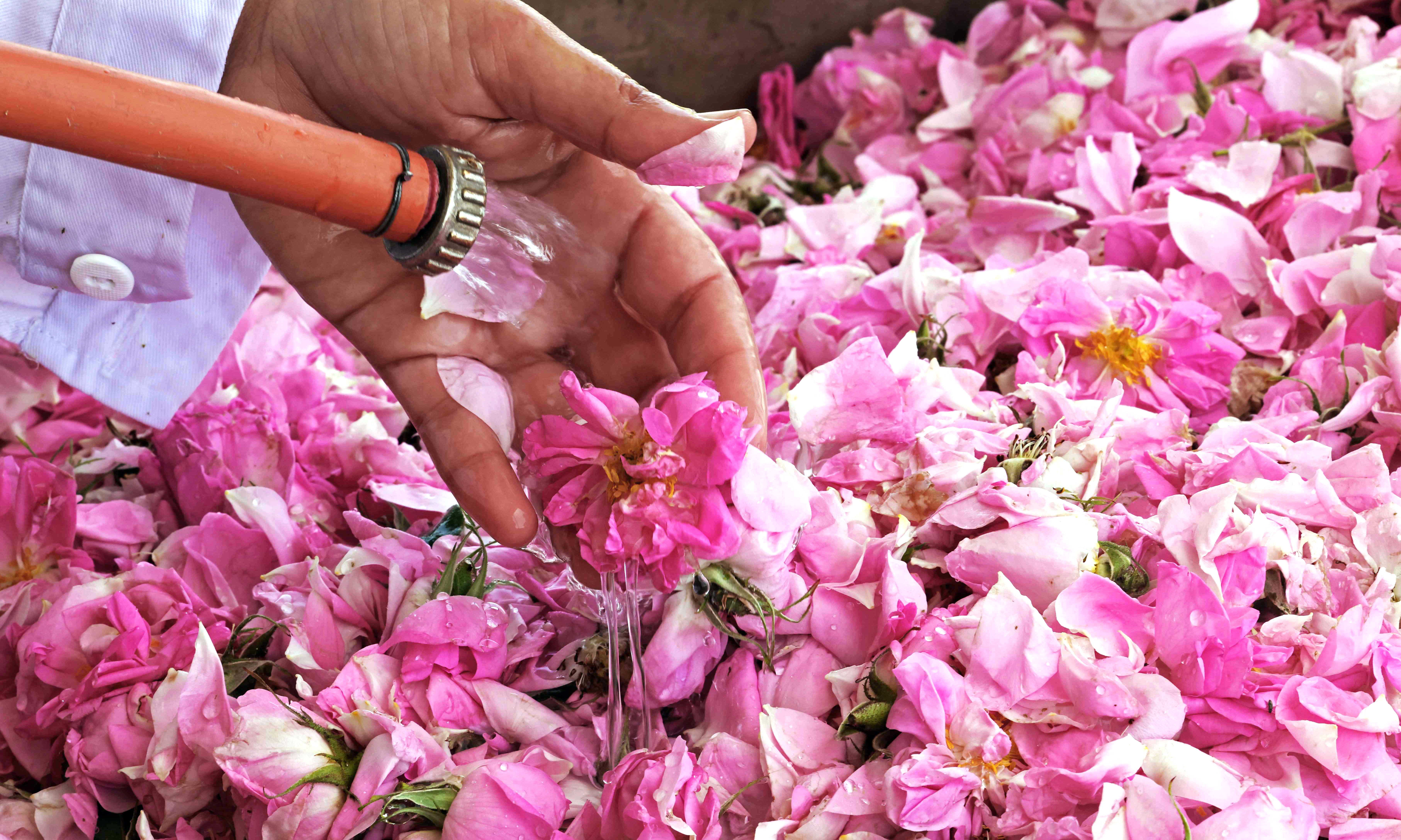 Zahraa Sayed Ahmed produces rose water from Damascena (Damask) roses, at her house in the village of Qsarnaba.