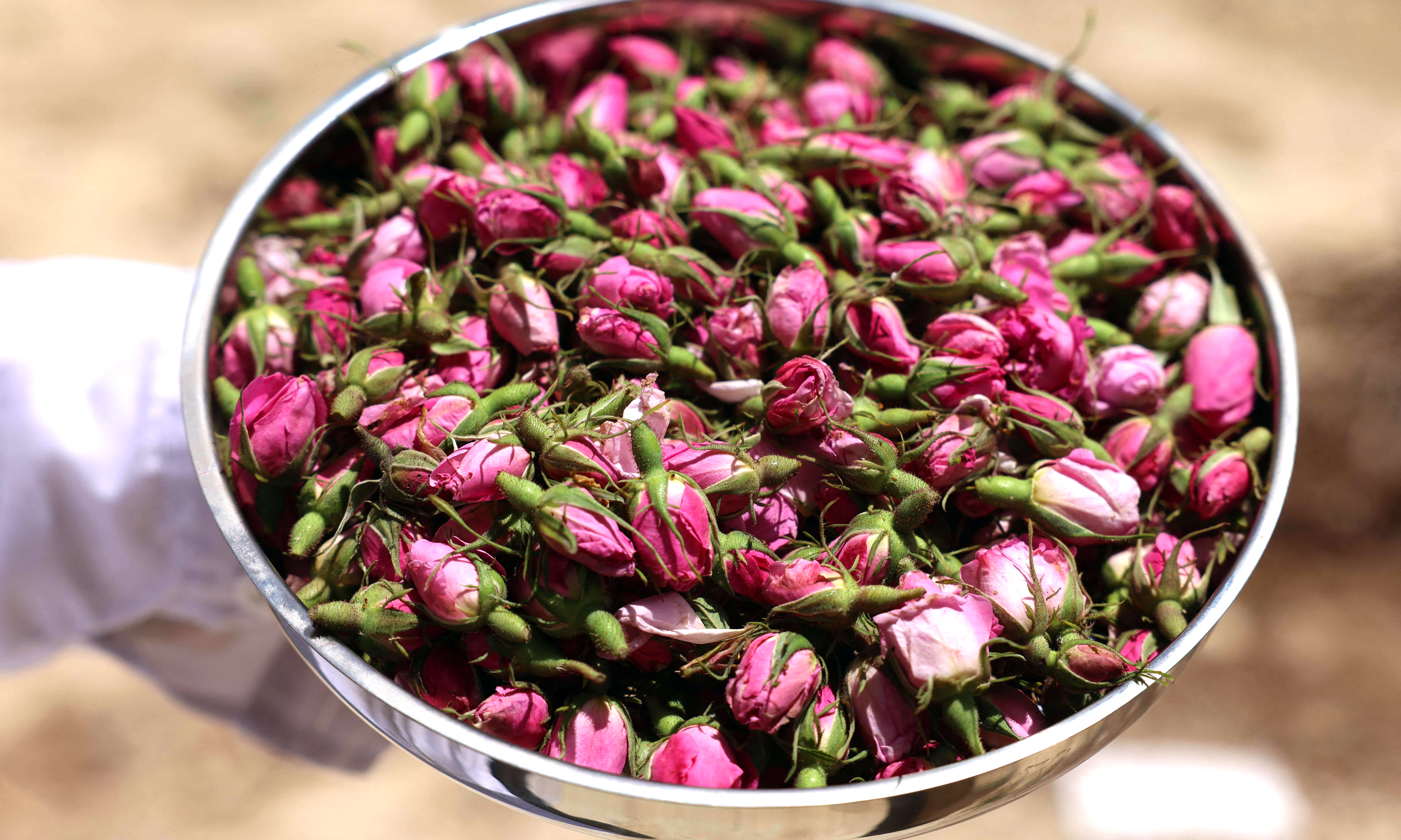 Zahraa Sayed Ahmed carries Damascena (Damask) rosebuds to produce rose water, syrup, tea and jam, at her house in the village of Qsarnaba.