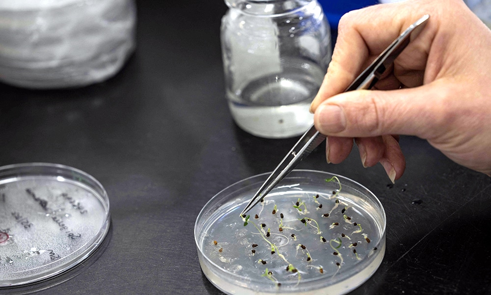 A scientist germinates seeds to check their health after being stored in the Kew Millennium Seed Bank in Wakehurst.