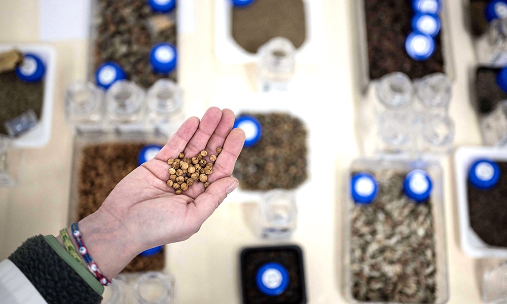 A scientist holds seeds similar to ones stored in the Kew Millennium Seed Bank in Wakehurst.