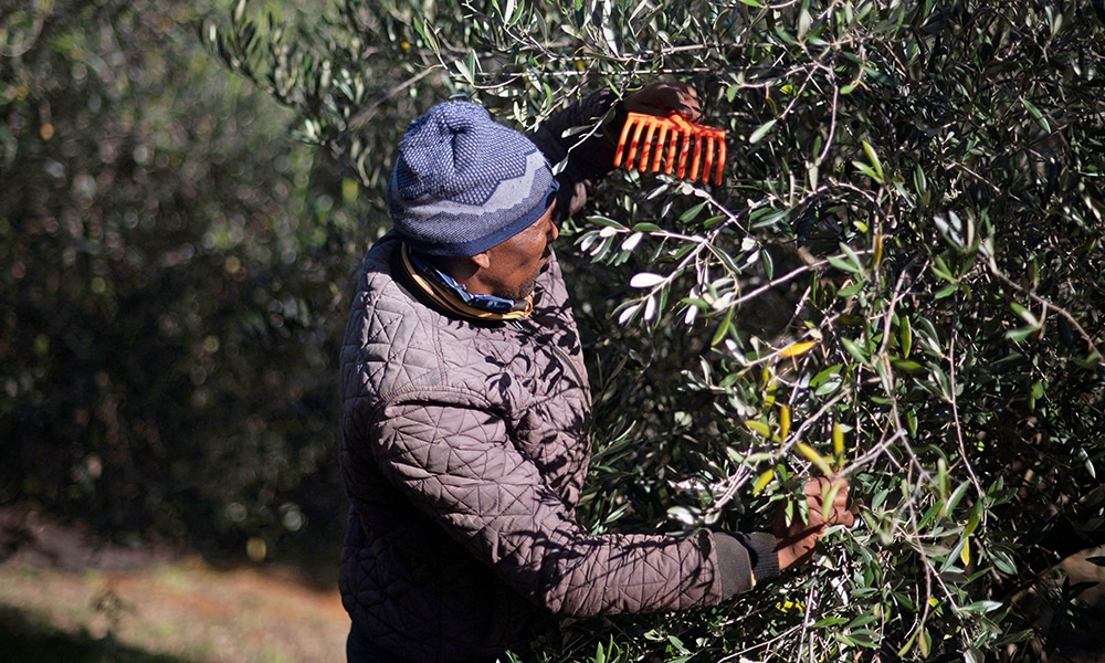 A worker picks Frantoio olives using a rake to pull the fruit off the trees where it is collected on nets at Tokara and Olive Estate near Stellenbosch.—AFP photos