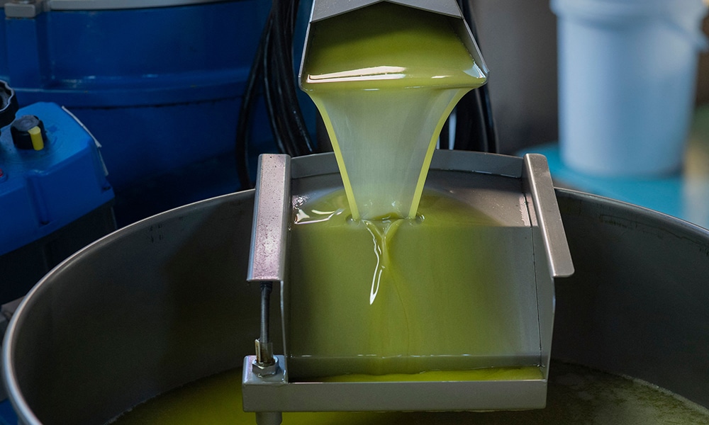 Recently pressed oil from Frantoio olives pours from the press .