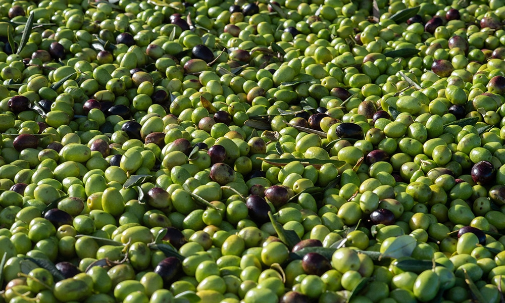 A general view of recently picked Frantoio olives.