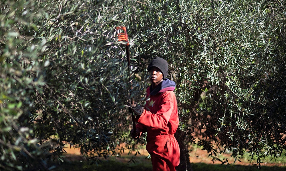 A worker picks Frantoio olives using a rake to pull the fruit off the trees where it is collected on nets.