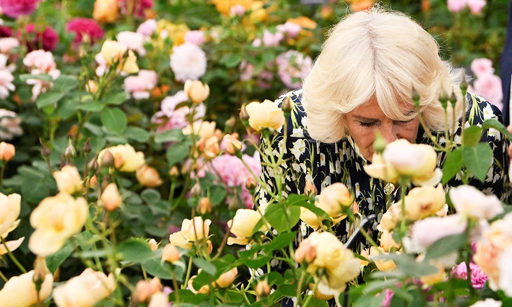 Britain's Queen Camilla smells roses during a visit to the 2023 RHS Chelsea Flower Show in London.