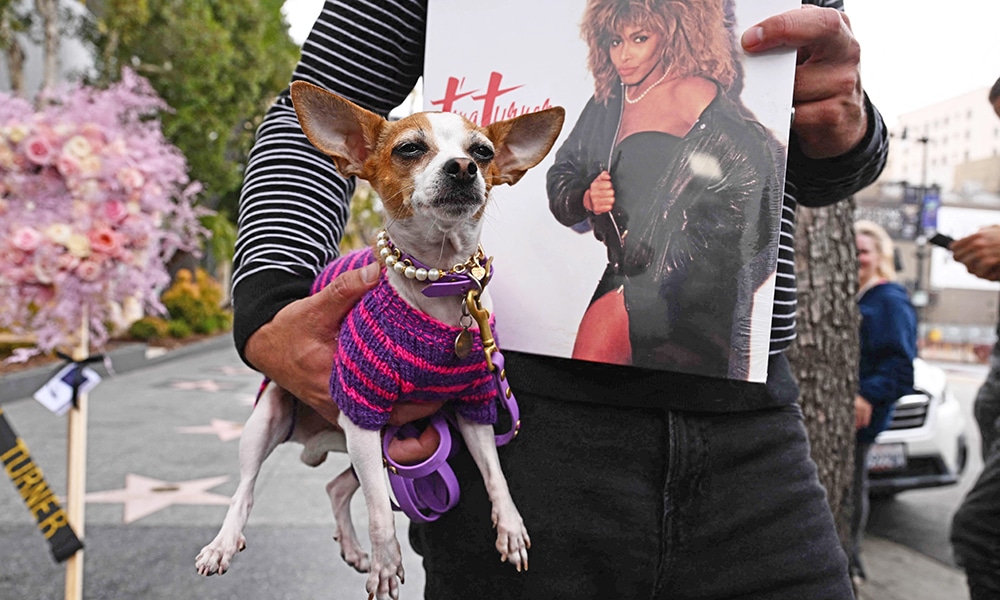 A person carrying a Tina Turner's album with his dog pays his respects at the Hollywood Walk of Fame star of US-Swiss singer Tina Turner, in Hollywood, California.