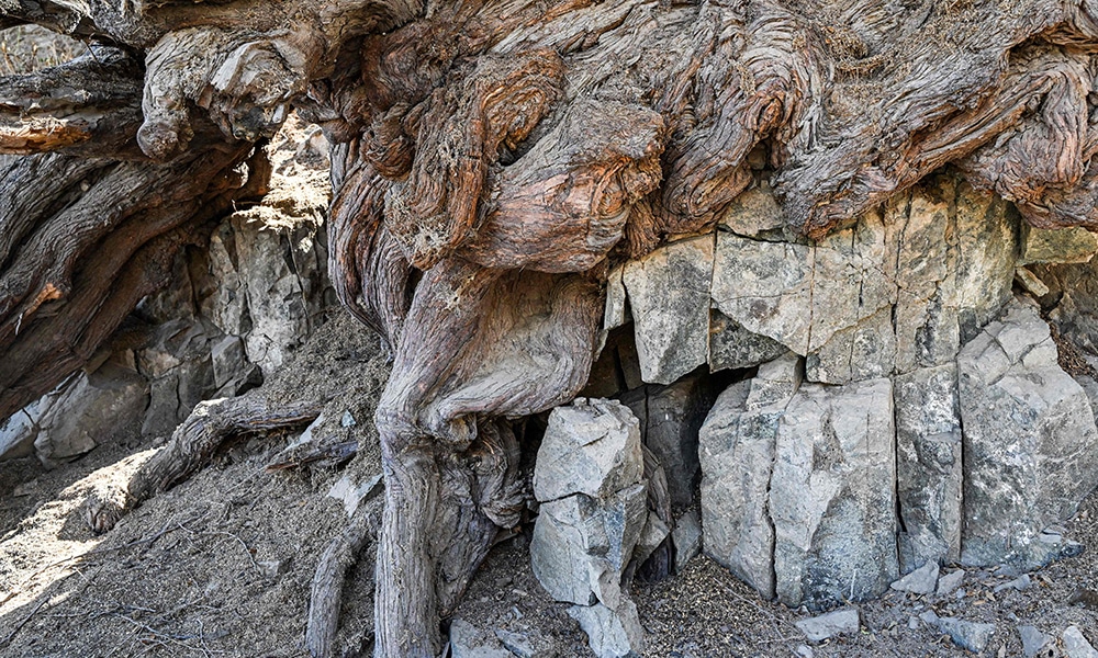 mage of a Huarango tree (Prosopis pallida) of over 700 years old growing on top of rocks in Nazca, southern Peru.
