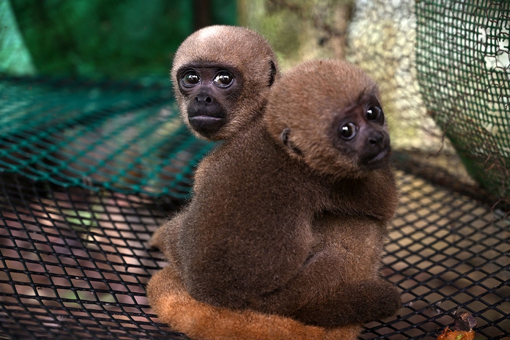Two woolly monkey (Lagothrix lagotricha) cubs are seen at the reserve.