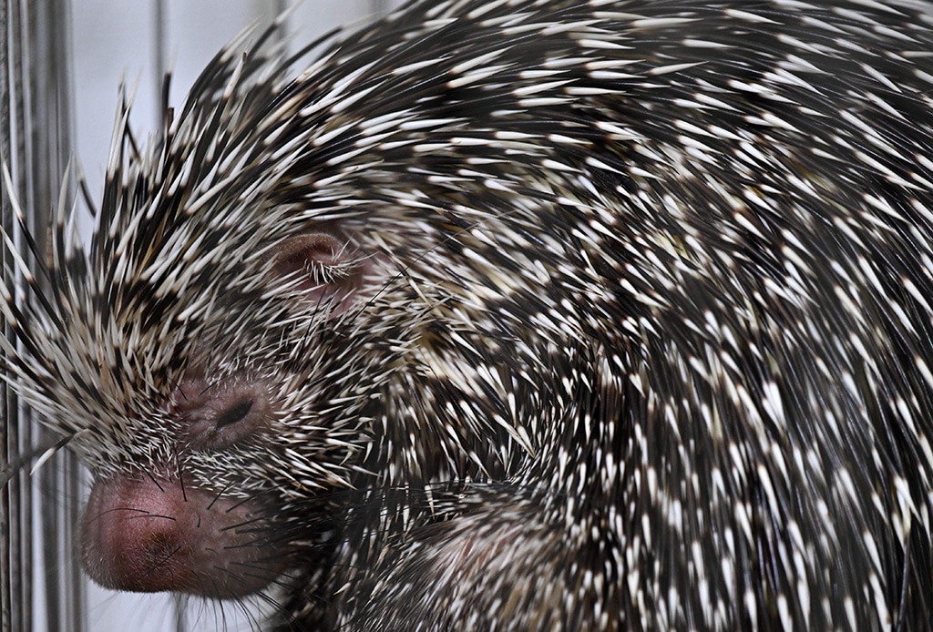 A wounded crested porcupine (Hystrix cristata) is seen at the reserve.