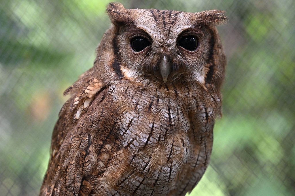 An owl is seen at La Nupana natural reserve.
