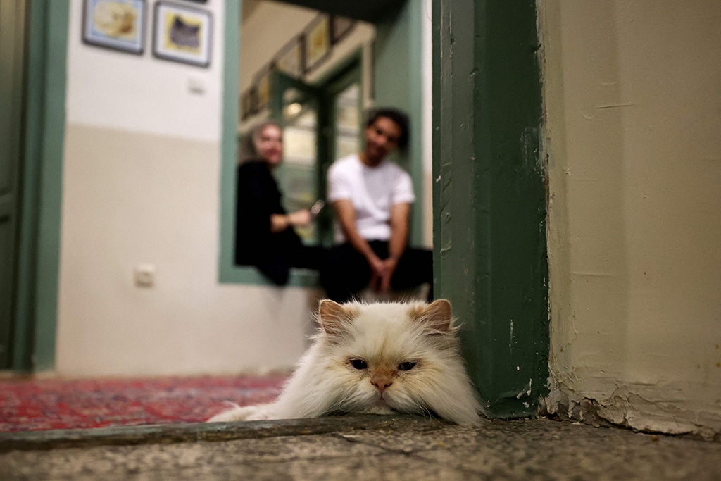 Purrfect for Persians: Tehran’s ‘meowseum’