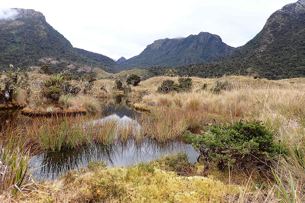 This handout picture shows the area where a Tachymenoides harrisonfordi snake was found at the Otishi National Park in Peru.