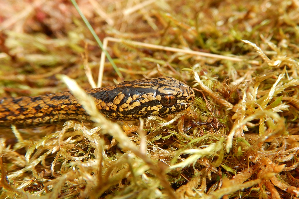 This handout picture shows a Tachymenoides harrisonfordi snake at the Otishi National Park in Peru.
