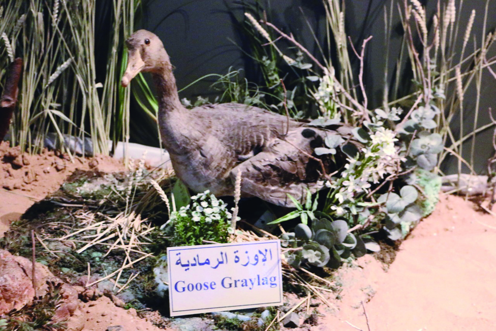 DUBAI: The Kuwaiti pavilion at Expo 2020 Dubai displayed sculptures of different types of wild animals and birds that lived in the Kuwaiti desert. 